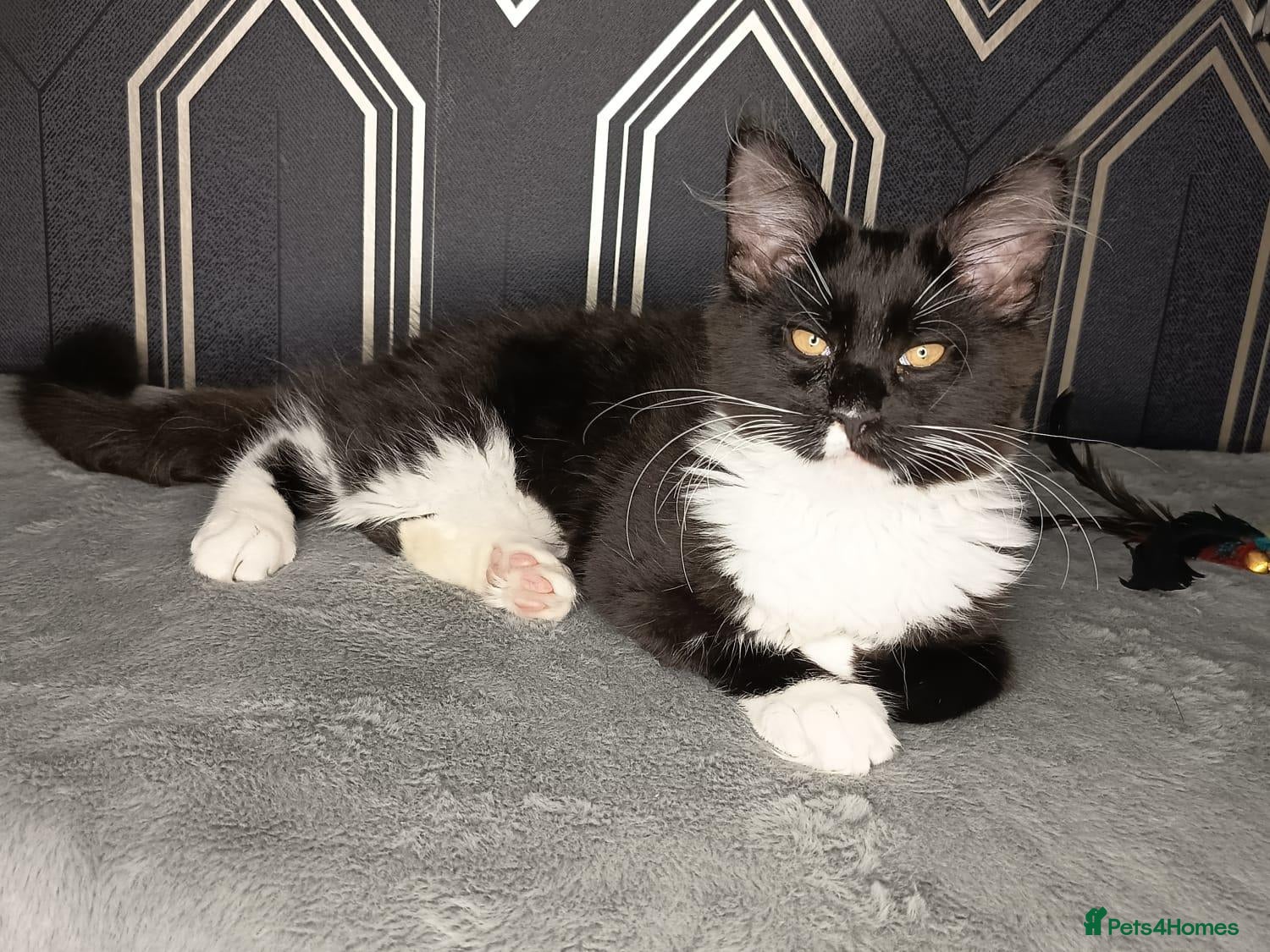 Maine Coon cats READY NOW Beautiful Maine coon babies  - Advert 1