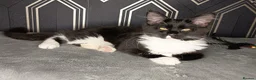 Maine Coon cats for sale:  3 babies left Beautiful Maine coon babies  - Advert 1