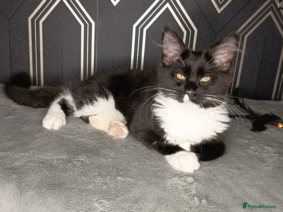 Maine Coon cats for sale:  3 babies left Beautiful Maine coon babies  - Advert 1