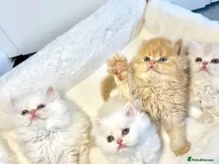 Persian cats BEAUTIFUL DOLL FACE FULL PERSIAN LONG HAIR KITTEN - Advert 6