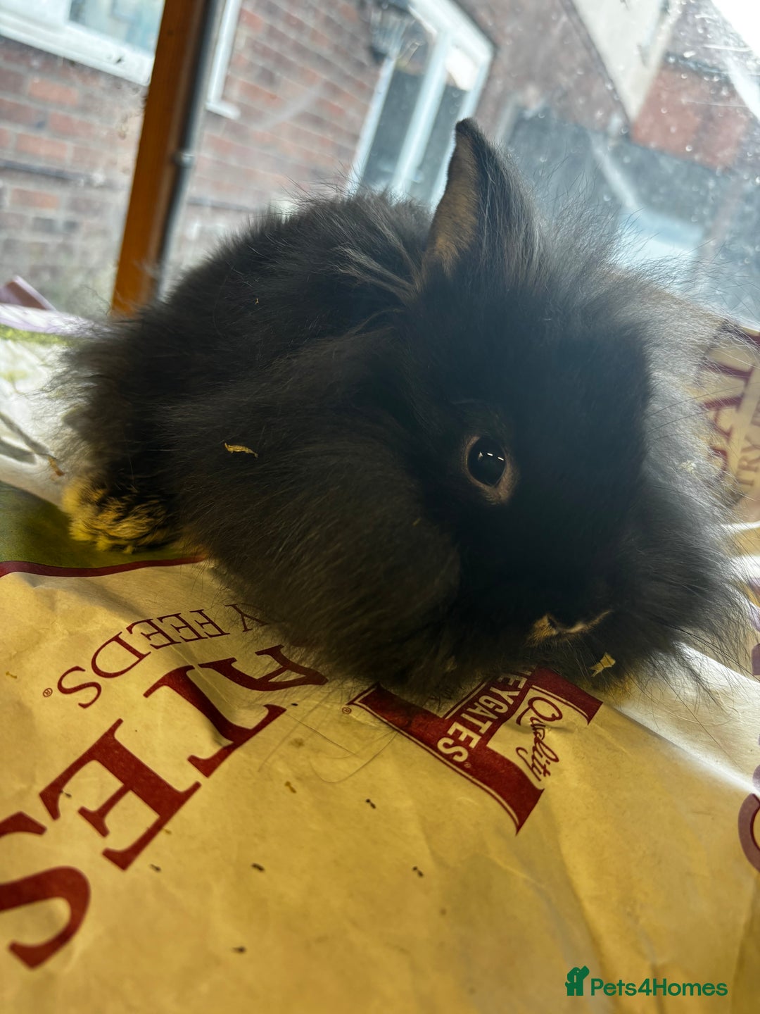 Lionhead rabbits for sale: 2 LionHead Bunnies Available - Image 2