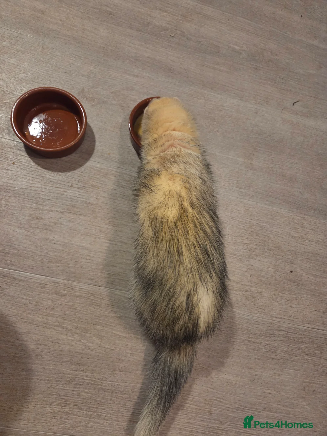 Ferret rodents for sale: Not for sale! stud only - Advert 2