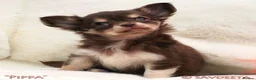 Chihuahua dogs for sale: Adorable KC Reg Long-coat Chihuahua Puppy - Advert 2