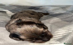 Cockapoo dogs for sale: 💫✨🐶🐾Gorgeous F1B Cockapoos🐾🐶✨💫 - Image 13