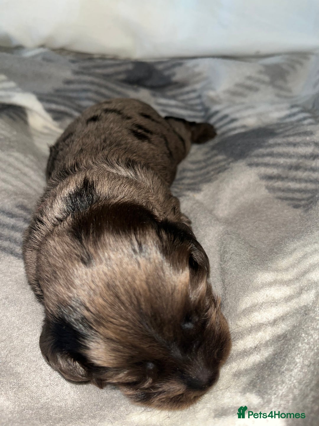 Cockapoo dogs for sale: 💫✨🐶🐾Gorgeous F1B Cockapoos🐾🐶✨💫 - Image 13