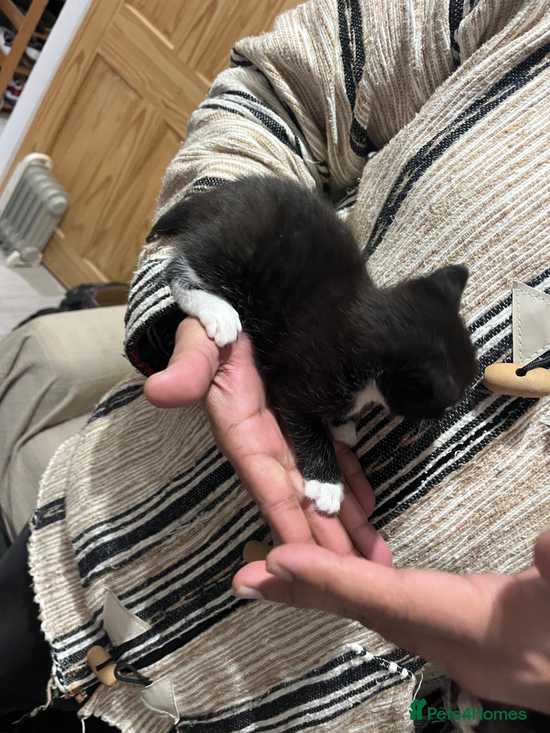 British Shorthair cats for sale: Mix of Persian and domestic short hair kittens - Advert 8