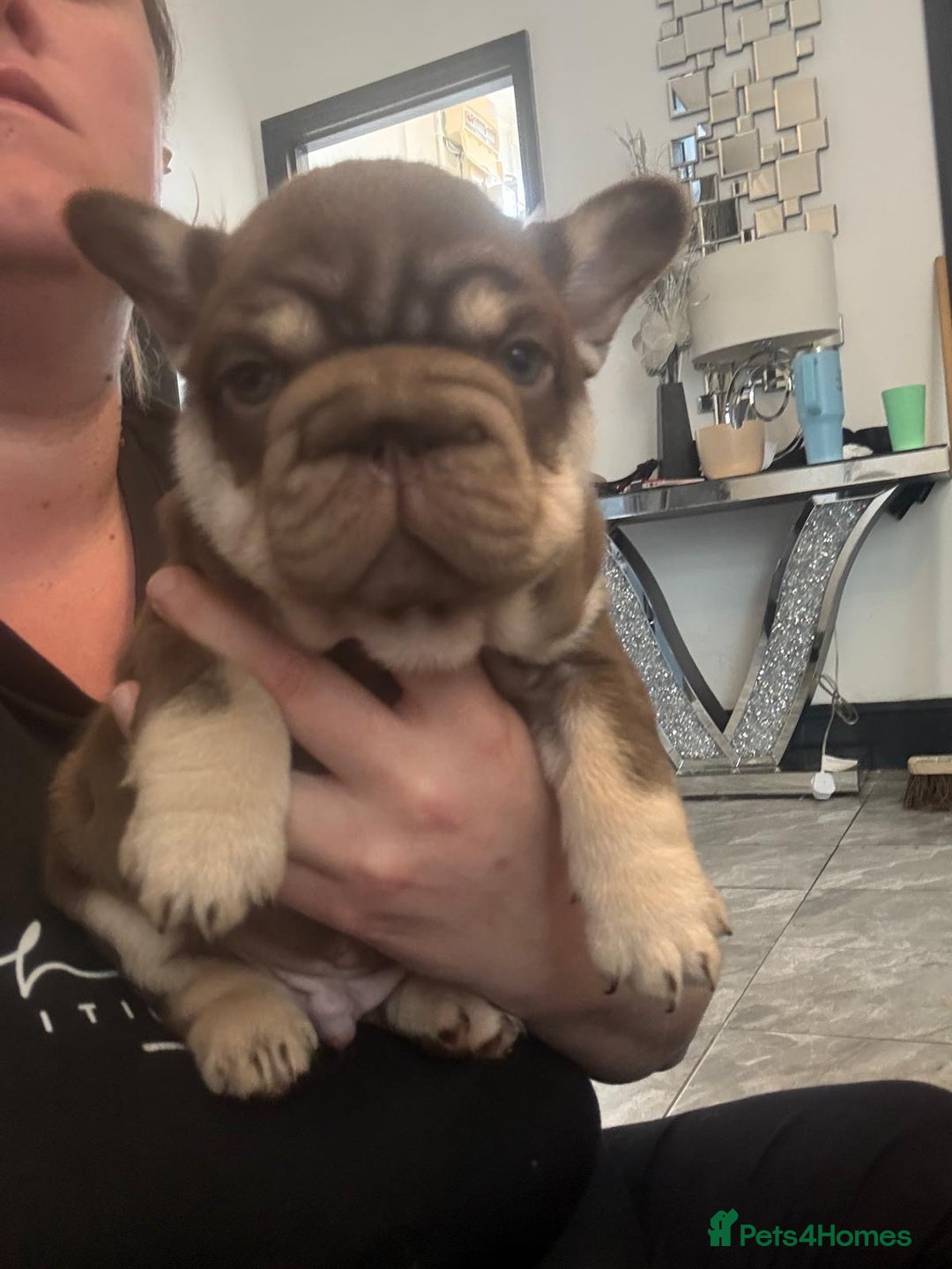 French Bulldog dogs for sale: 2 fluffy frenchies ready to leave 3rd july in Ferndale - Image 34
