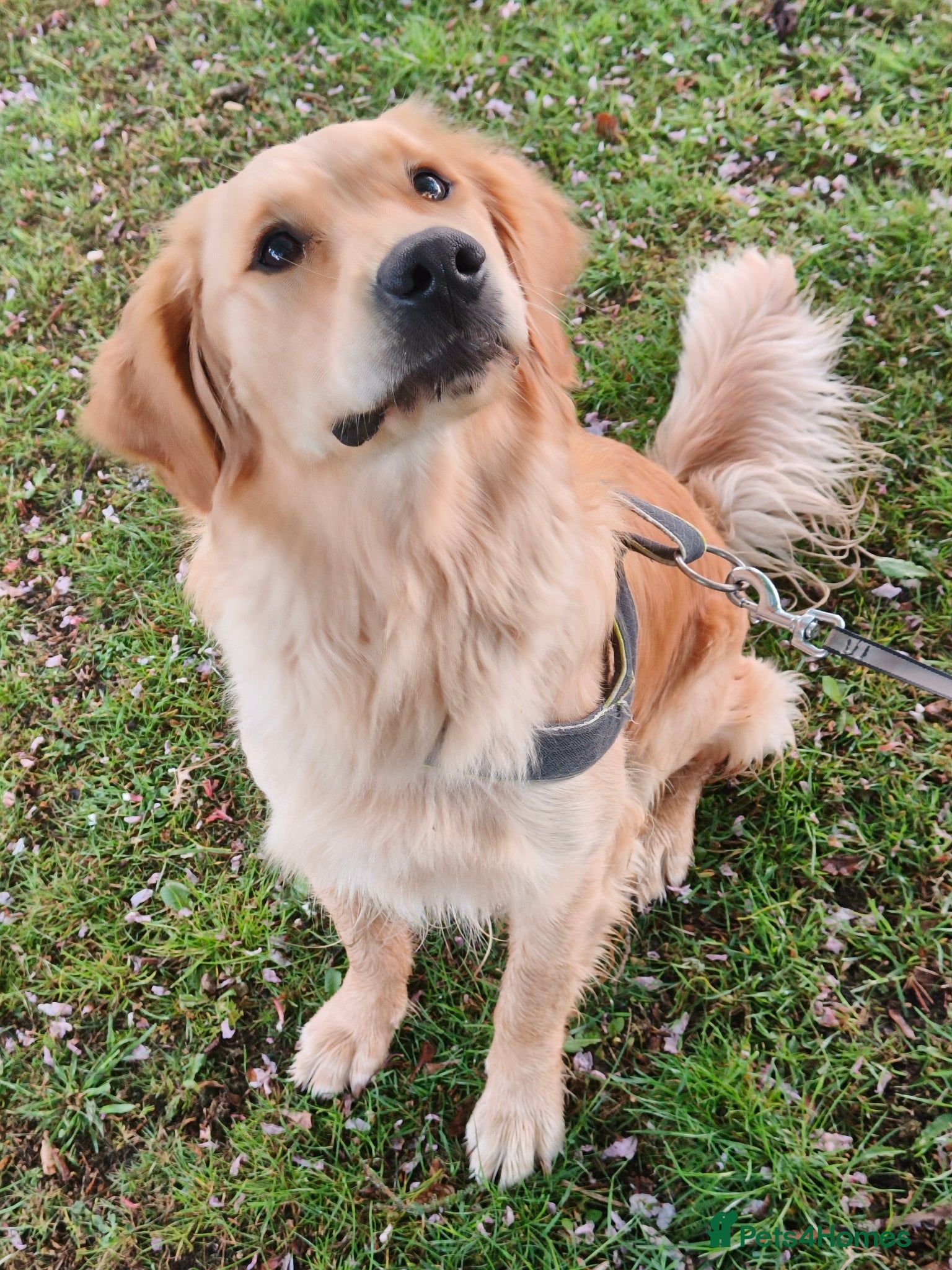 Golden Retriever dogs for sale: KC Registered 0/0 score Puppies 3 Females 2 Males - Advert 4