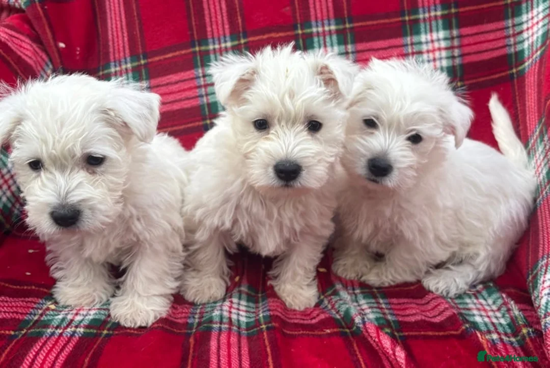 West Highland Terrier dogs for sale: KC AND HEALTH TESTED WEST HIGHLAND PUPPIES in Hyde - Advert 2