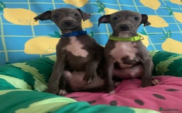 Italian Greyhound dogs for sale: Ready now 6 stunning blue boys kc reg - Image 29