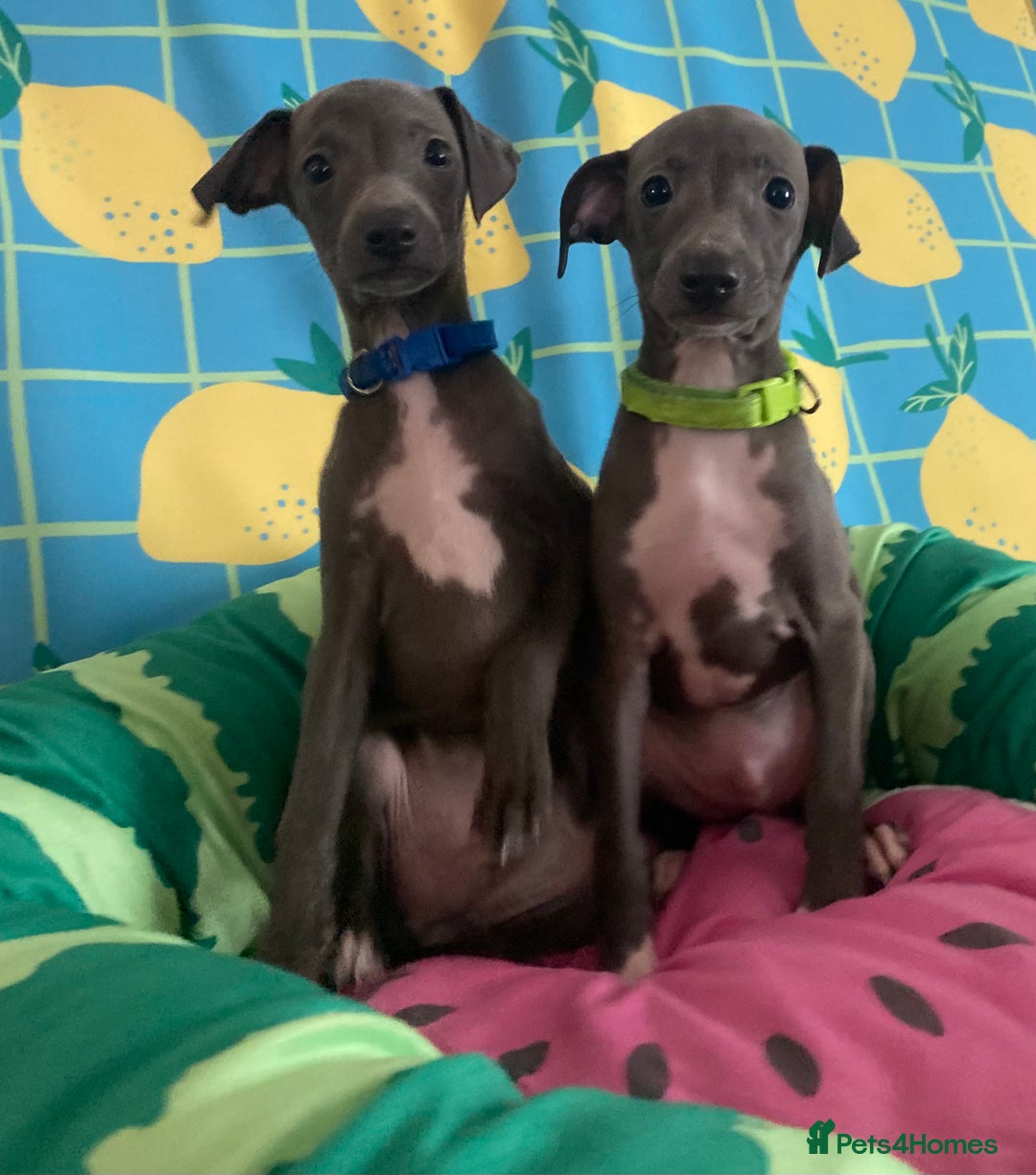 Italian Greyhound dogs for sale: Ready now 6 stunning blue boys kc reg - Image 29