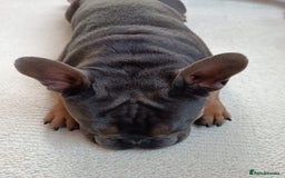 French Bulldog dogs for sale: Bruno  - Advert 3