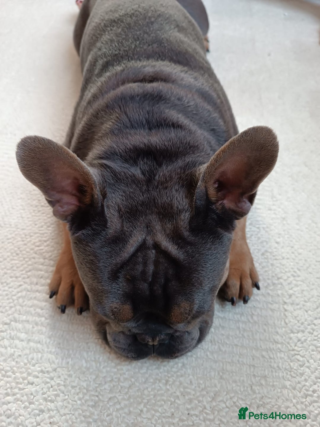 French Bulldog dogs for sale: Bruno  - Advert 3
