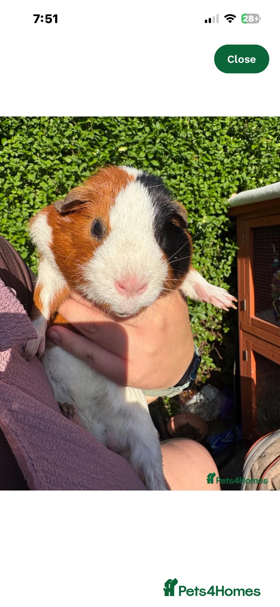 Guinea Pig rodents Male guinea pig  - Advert 1