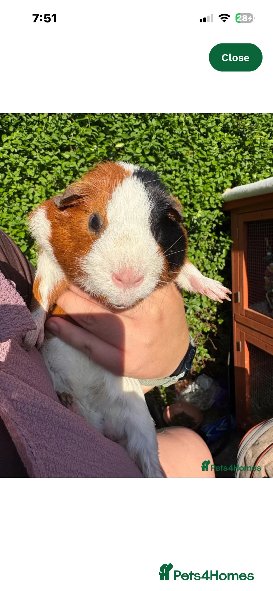 Guinea Pig rodents for sale: Male guinea pig  - Advert 1