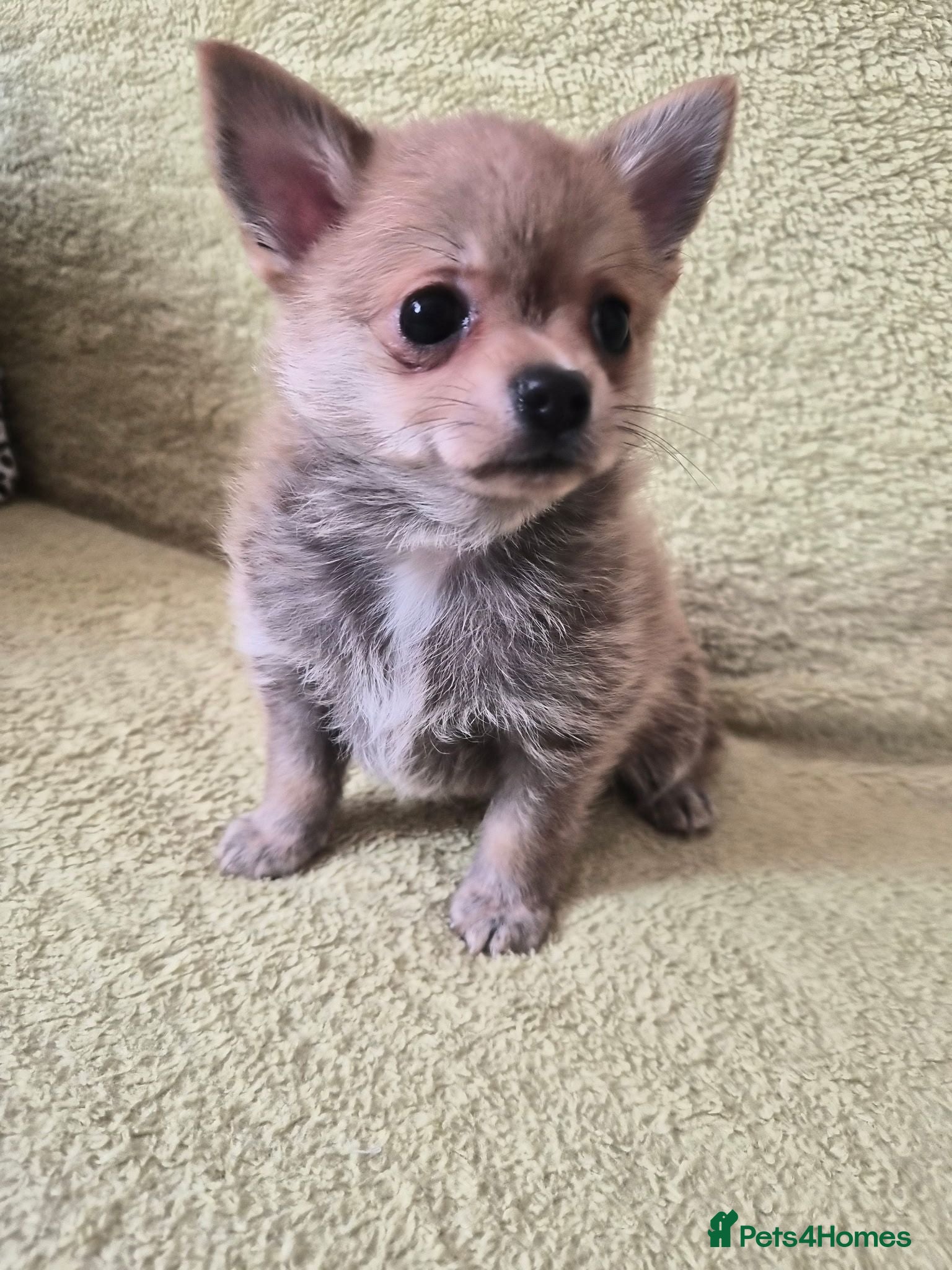 Pomchi dogs 🐶♥️Beautiful Pomchi puppies🐶♥️ - Advert 10
