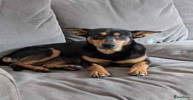 Mixed Breed dogs - Advert 4