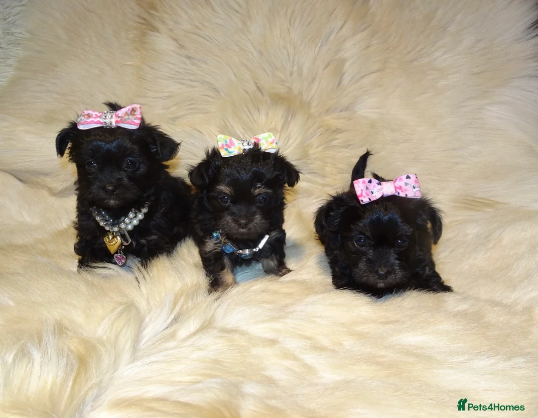 Mixed Breed dogs for sale: XXXXS Gorgeous Maltese X Chihuahua Malchi Puppies  - Advert 2