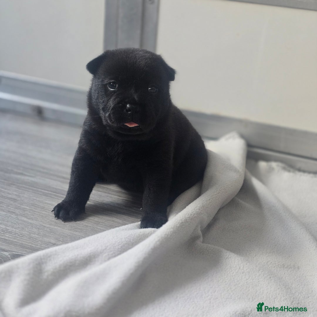 Mixed Breed dogs for sale: Chaffy puppies - Advert 10