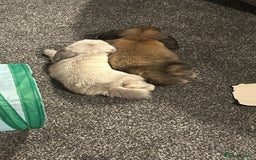 Mini Lop rabbits for sale: Mini Lop male brothers  - Image 8