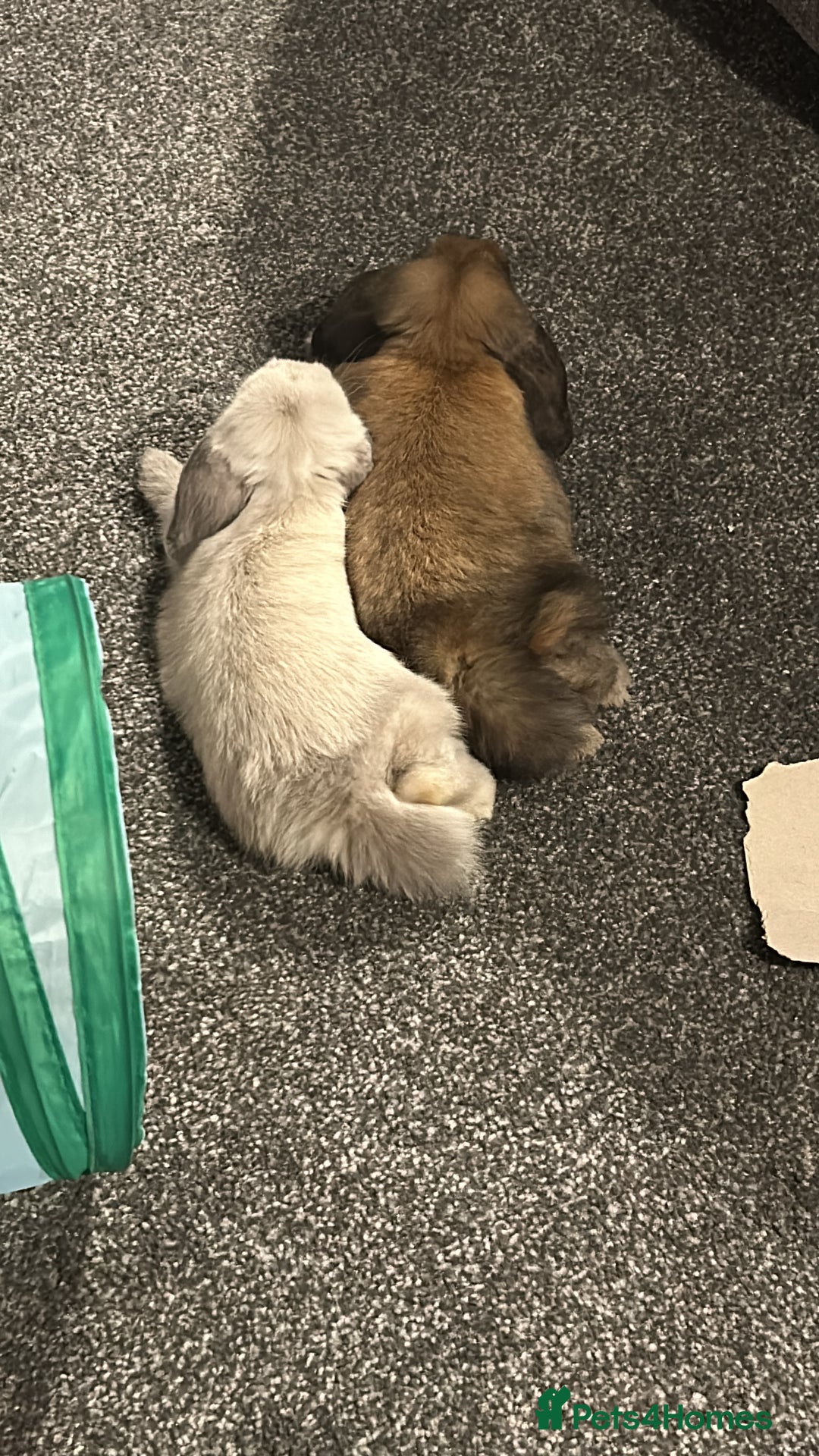 Mini Lop rabbits for sale: Mini Lop male brothers  - Image 8
