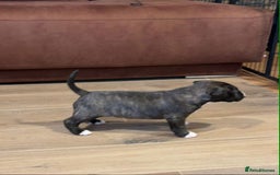 English Bull Terrier dogs for sale: Bull terrier puppies sired by uk champion  - Image 10
