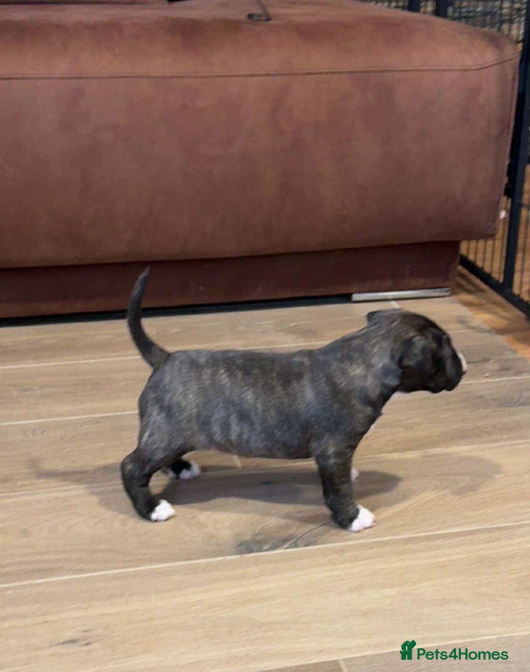 English Bull Terrier dogs for sale: Bull terrier puppies sired by uk champion  - Image 10