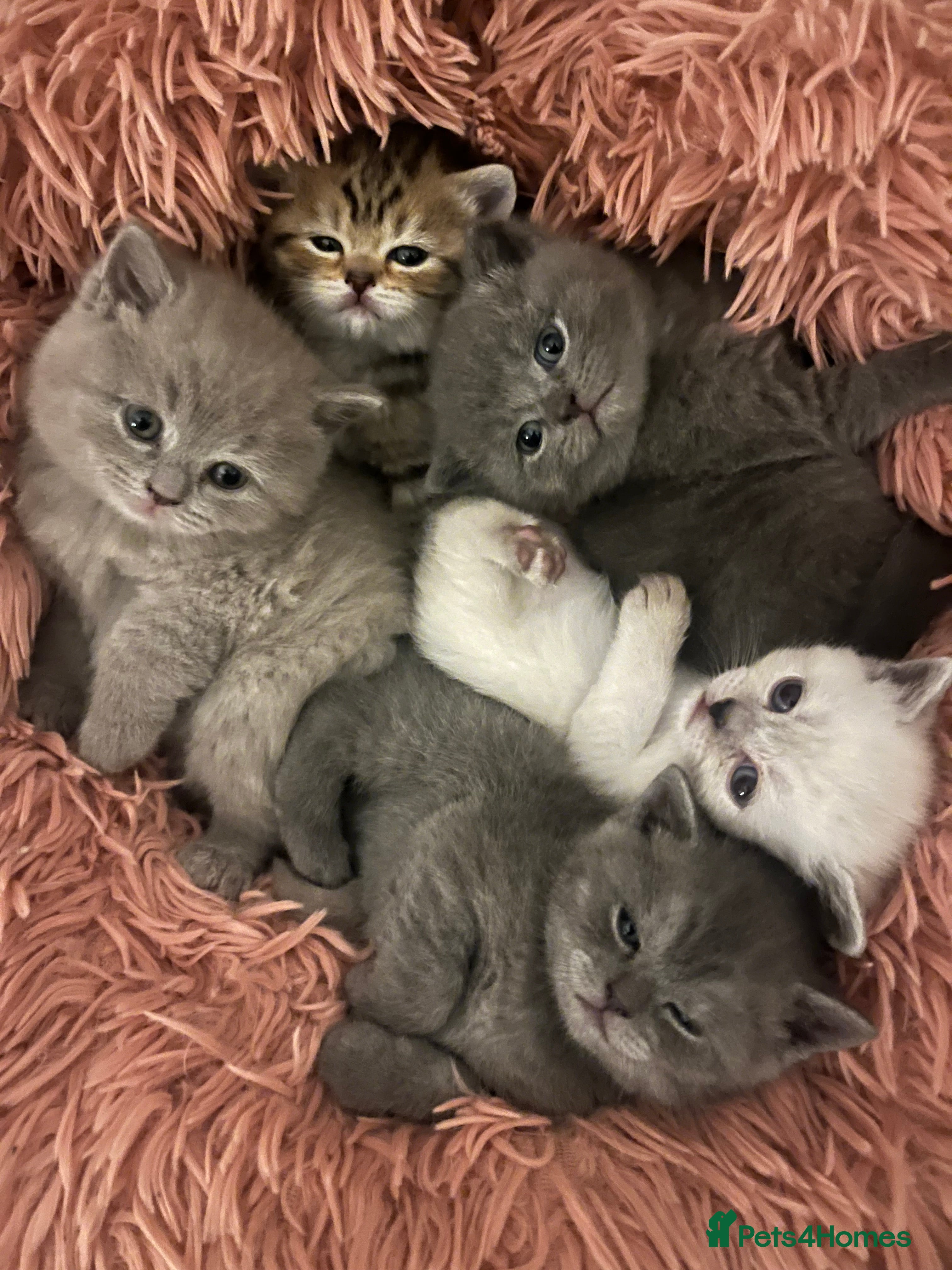 British Shorthair cats Beautiful British Shorthair kittens ready 23/12 - Advert 2