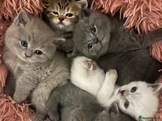 British Shorthair cats Beautiful British Shorthair kittens,ready for ** - Advert 11