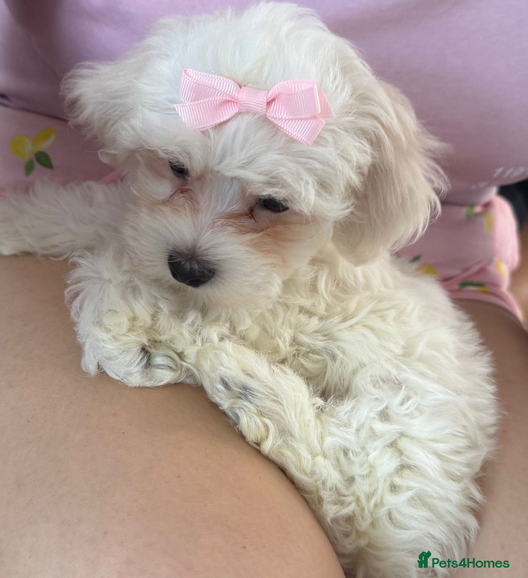 Maltese dogs for sale: Bella the Bichon Maltese🩷 - Image 2