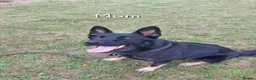 German Shepherd dogs for sale: Fully Health Tested KC Registered Working Line - Advert 15