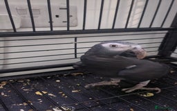 Parrots birds for sale: Male African Grey for sale in London - Image 4