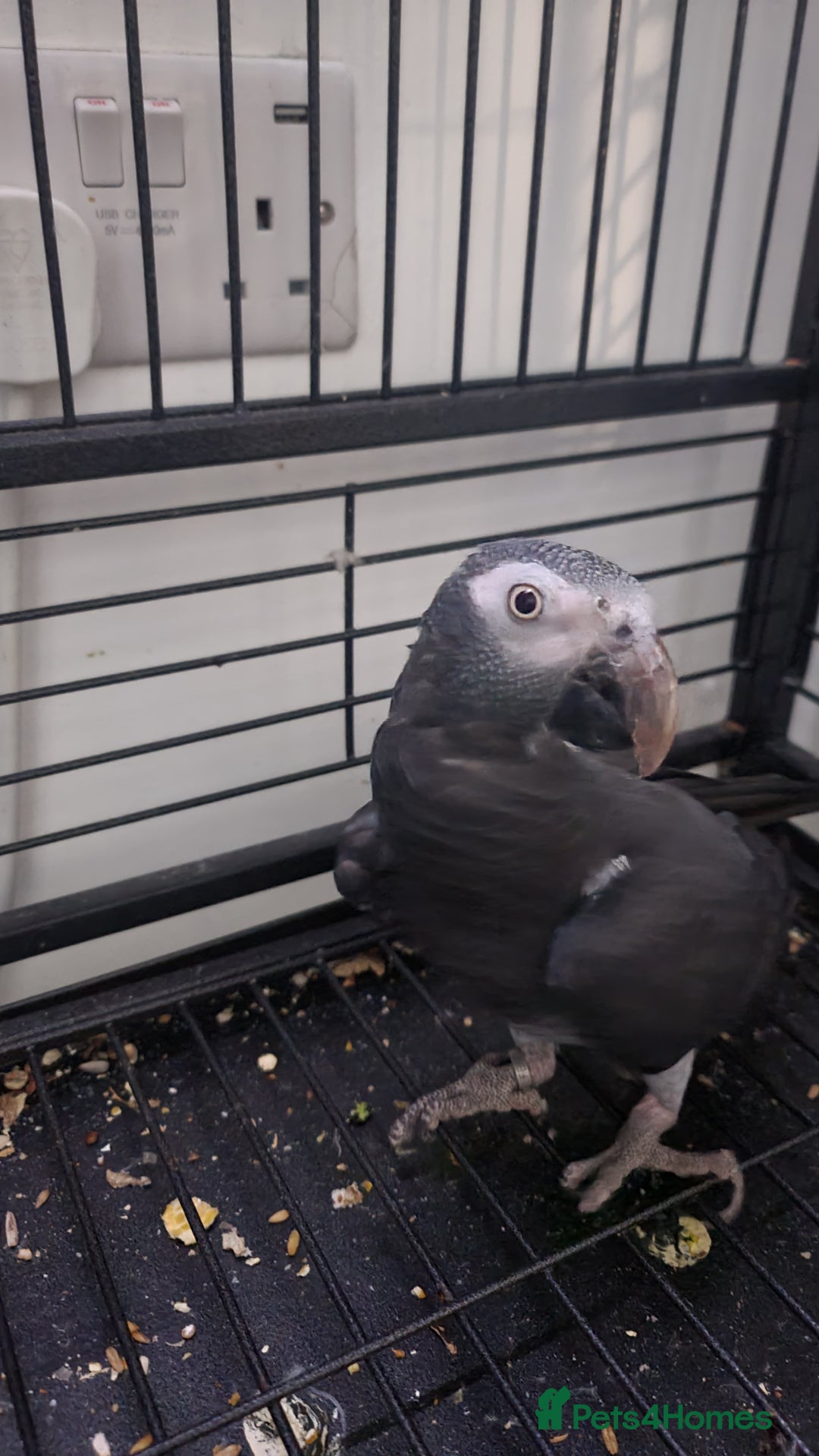 Parrots birds for sale: Male African Grey for sale in London - Image 4