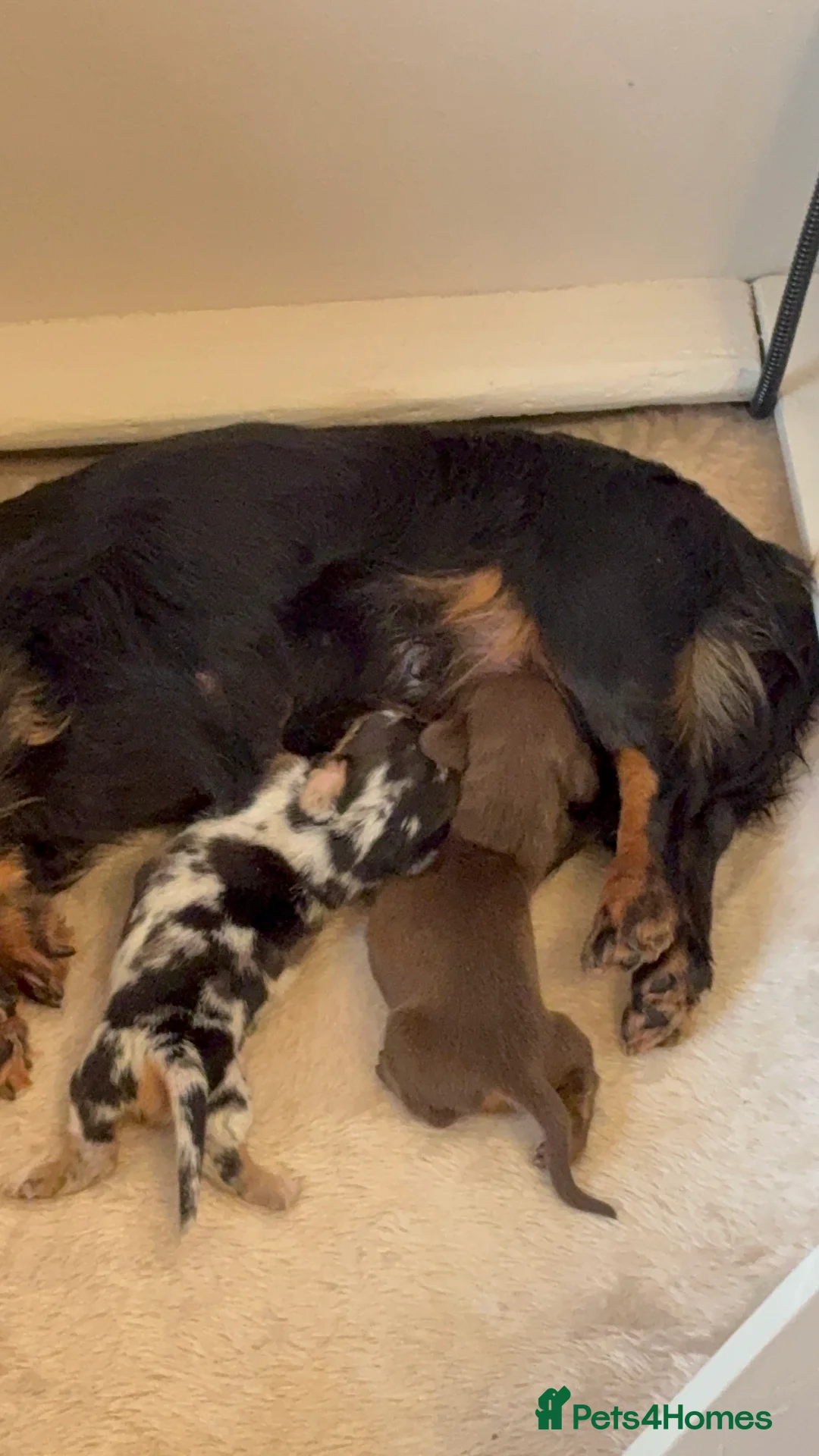 Miniature Dachshund dogs for sale: Beautiful mini boy  - Advert 2