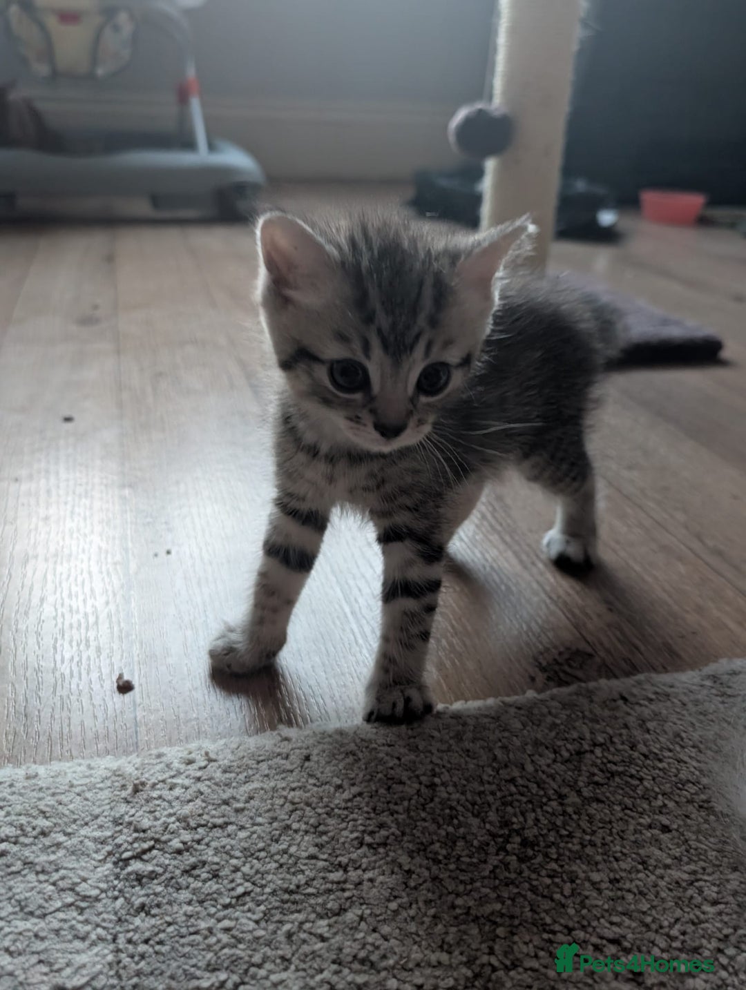 Mixed Breed cats for sale: Beautiful Kittens Available ✨️ in ELY - Image 27
