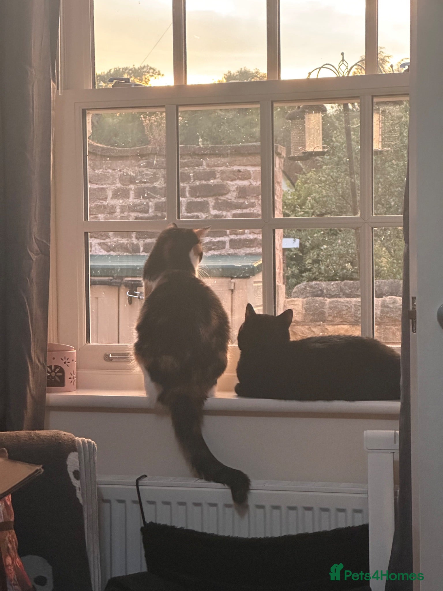 Mixed Breed cats 2 x female cats to be homed together  - Advert 4