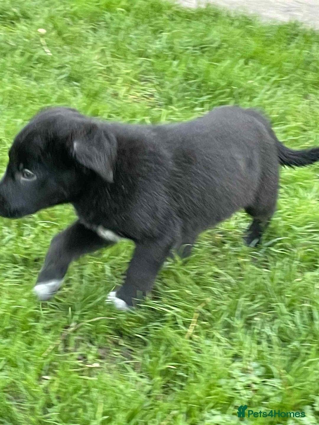 Labrador Retriever dogs for sale: Fabulous Lab x Border Collies - Advert 4