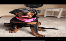 Rottweiler dogs for sale: Male Rottweiler - Image 1