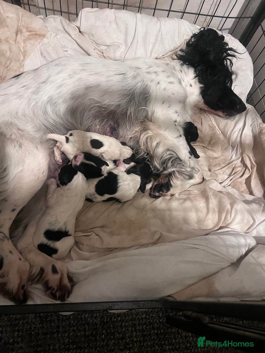 Sprocker dogs for sale: Sprocker pups for sale  - Image 2