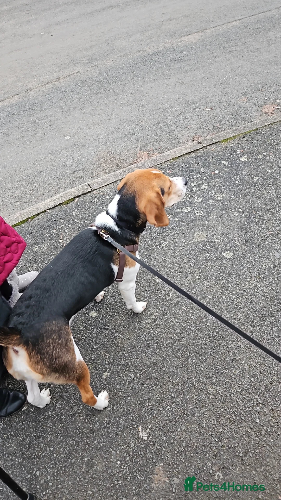 Mixed Breed dogs for sale: Beagle/lab 9 months old - Advert 3