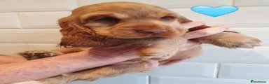 Cocker Spaniel 🩵 RESERVED