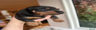 Dachshund 2