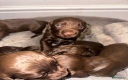 Cocker Spaniel dogs for sale: Working cocker spaniel puppies - Image 14