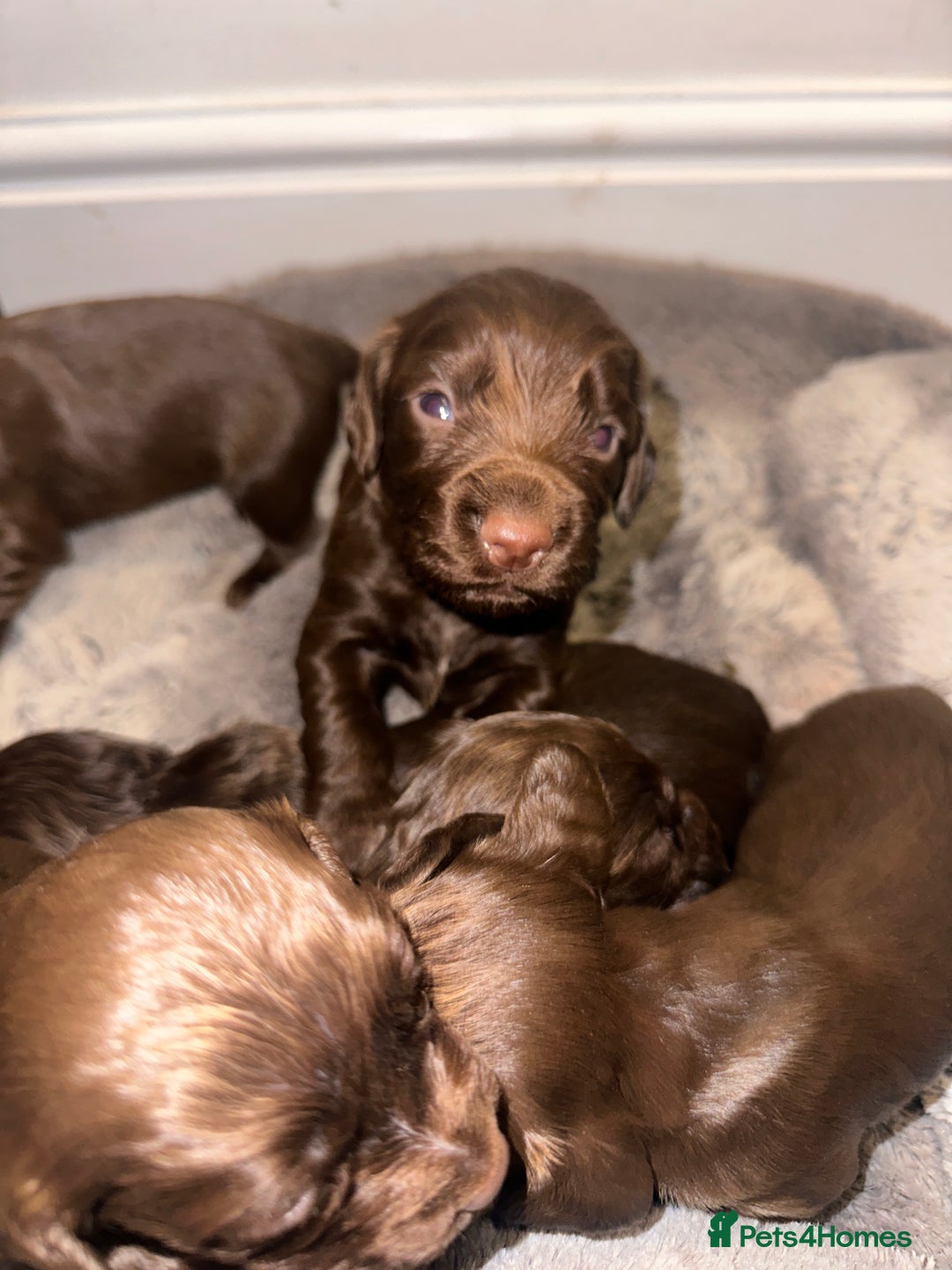 Cocker Spaniel dogs for sale: Working cocker spaniel puppies - Image 14