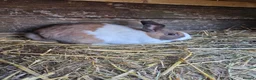 Mixed Breed rabbits for sale: Bunnies in Boldon Colliery - Advert 4