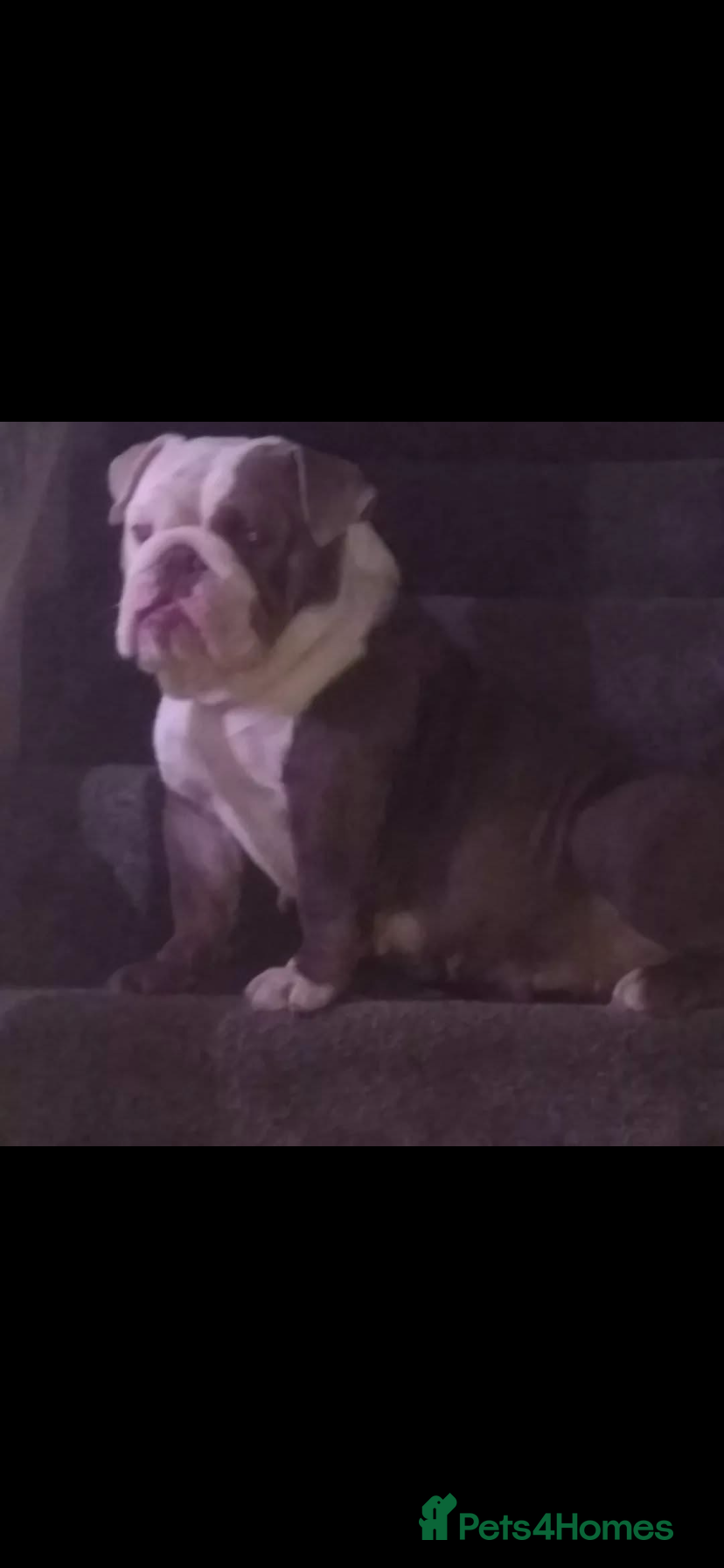 English Bulldog dogs New advert! Must be right home £150 rehoming fee  - Advert 19