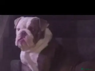 English Bulldog dogs New advert! Must be right home £150 rehoming fee - Advert 19