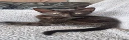 Mixed Breed cats for sale: Kittens for Sale - Advert 2