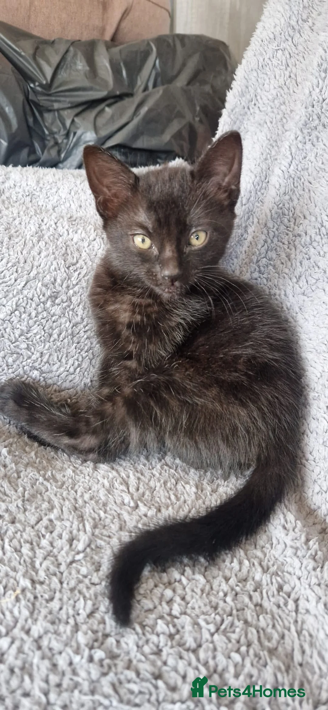 Mixed Breed cats for sale: Kittens for Sale - Advert 2