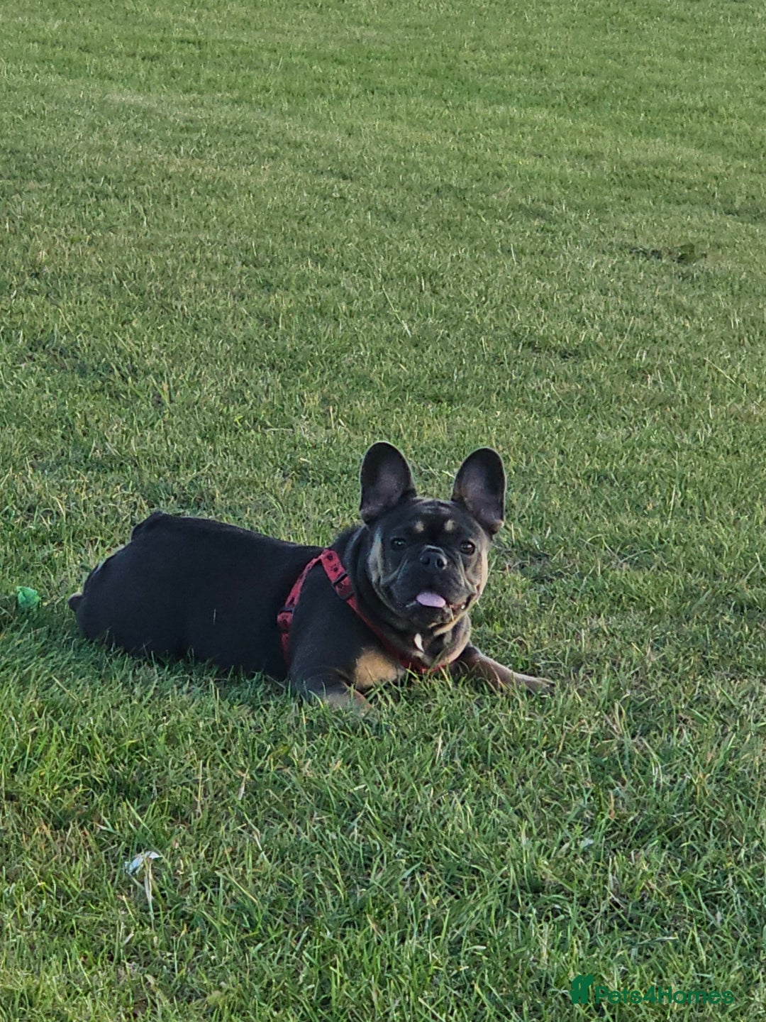 French Bulldog dogs for sale: Two female french bulldogs for sale - Image 3